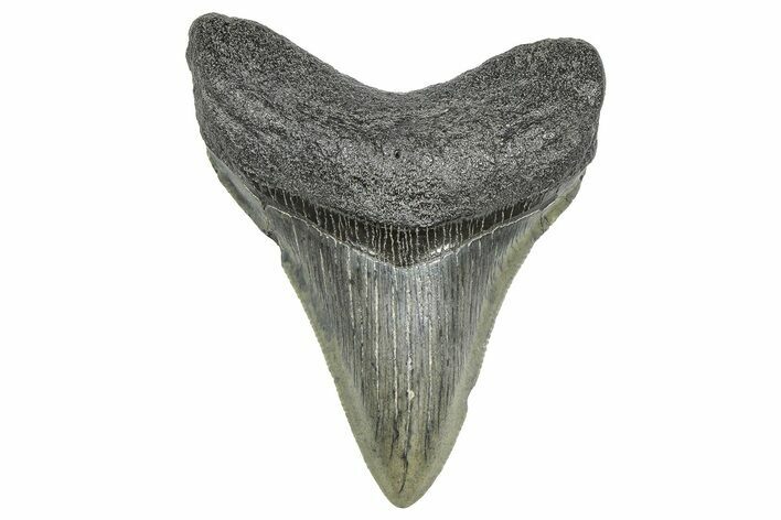 Serrated, Fossil Megalodon Tooth - South Carolina #359018